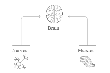 Neurosignaling block.png